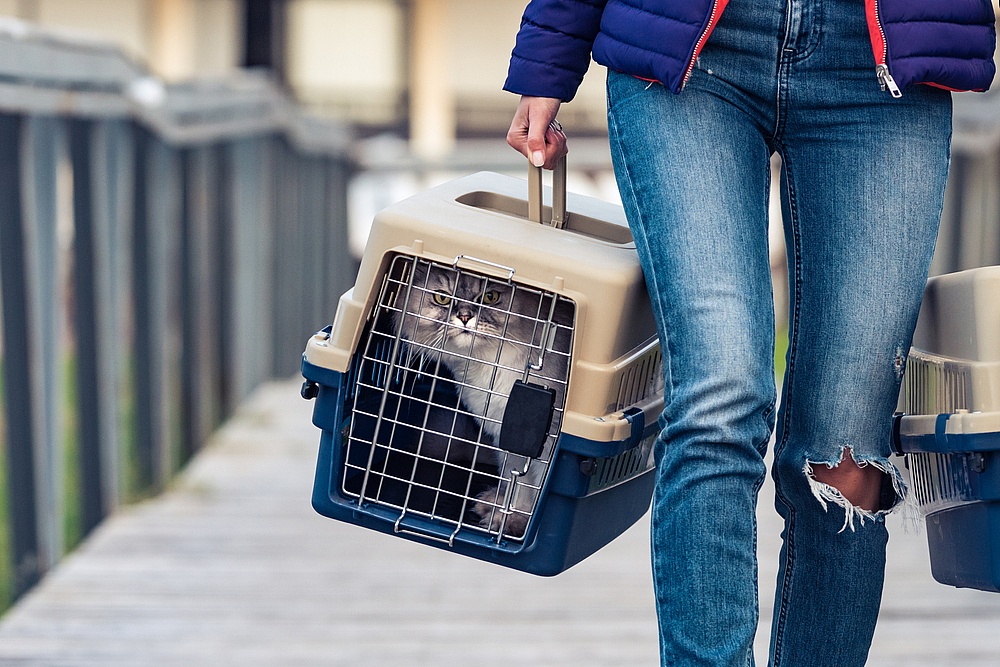How Can You Move Home With A Cat? AjmanProperties